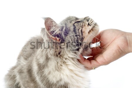 affectionate maine coon cat Stock photo © cynoclub