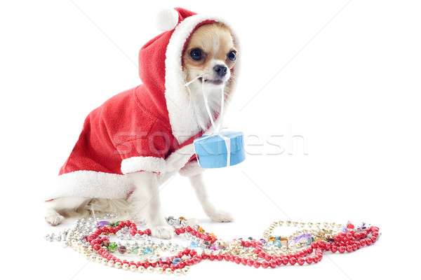 ストックフォト: 肖像 · 宝石 · クリスマス · 白 · 犬 · ギフト