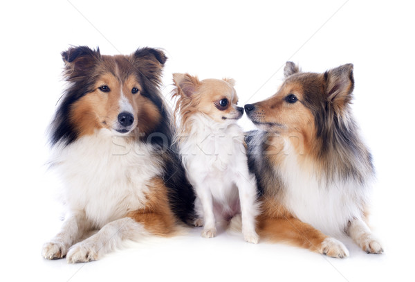 Foto stock: Cães · retrato · cão · beijo · amigos