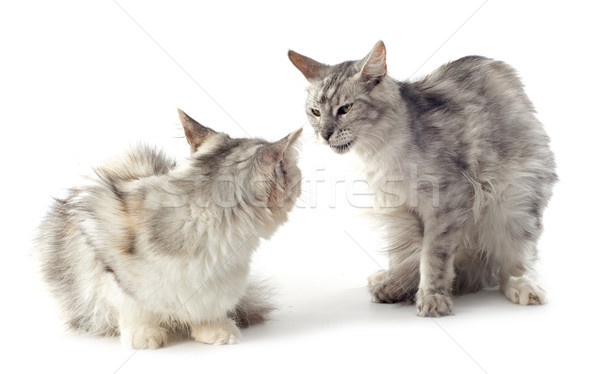 maine coon cats Stock photo © cynoclub