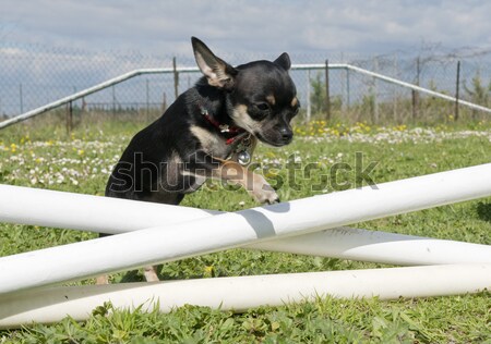 malinois Stock photo © cynoclub