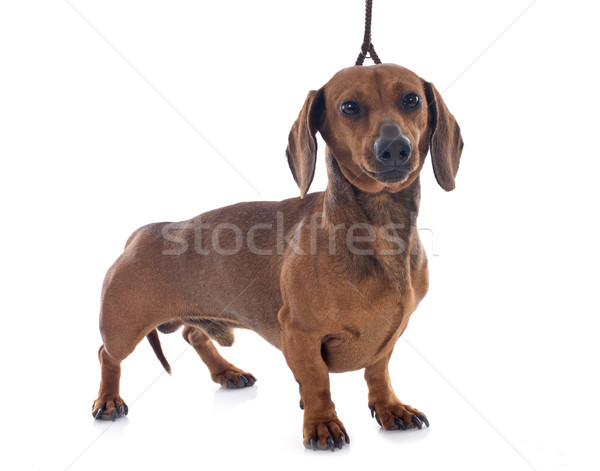 dachshund dog Stock photo © cynoclub