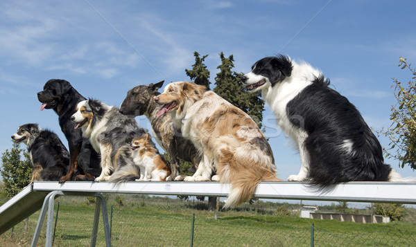 Kutyák mozgékonyság csoport képzés kutya állat Stock fotó © cynoclub