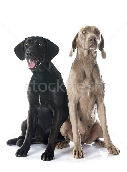 Labrador retriever hond zwarte huisdier volwassen witte achtergrond Stockfoto © cynoclub