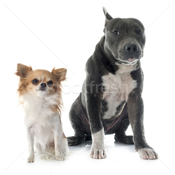 puppy american staffordshire terrier and chihuahua Stock photo © cynoclub
