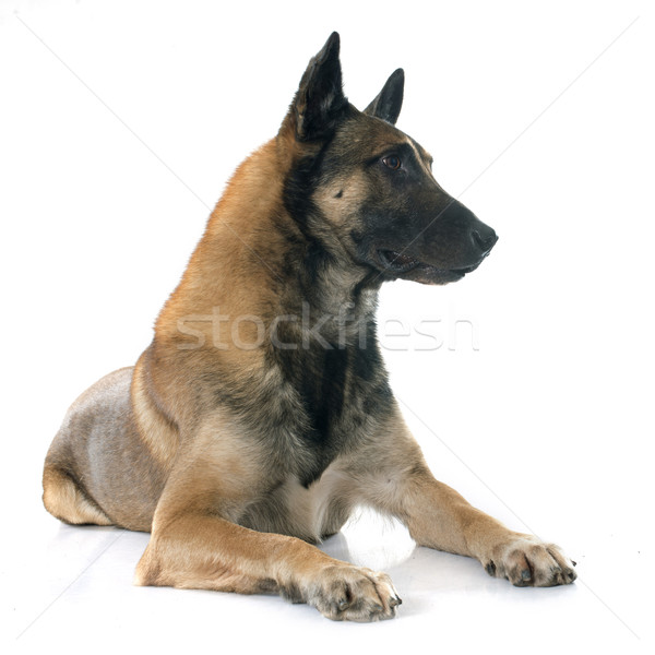 belgian shepherd dog Stock photo © cynoclub