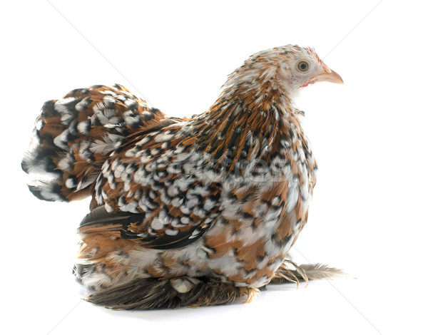 Tricolor kurczaka biały ptaków zwierząt Zdjęcia stock © cynoclub