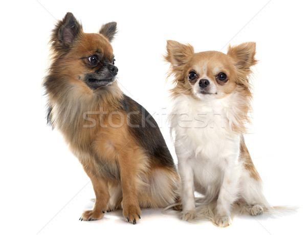 Two Long Hair Chihuahuas Stock Photo C Emmanuelle Bonzami