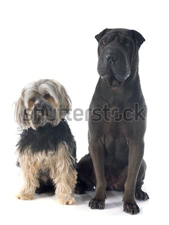 Stok fotoğraf: Rottweiler · labrador · retriever · beyaz · siyah · genç · evcil · hayvan