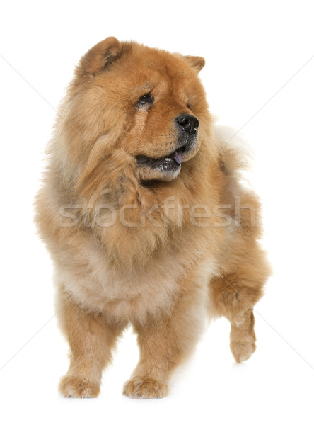 chow chow in studio Stock photo © cynoclub