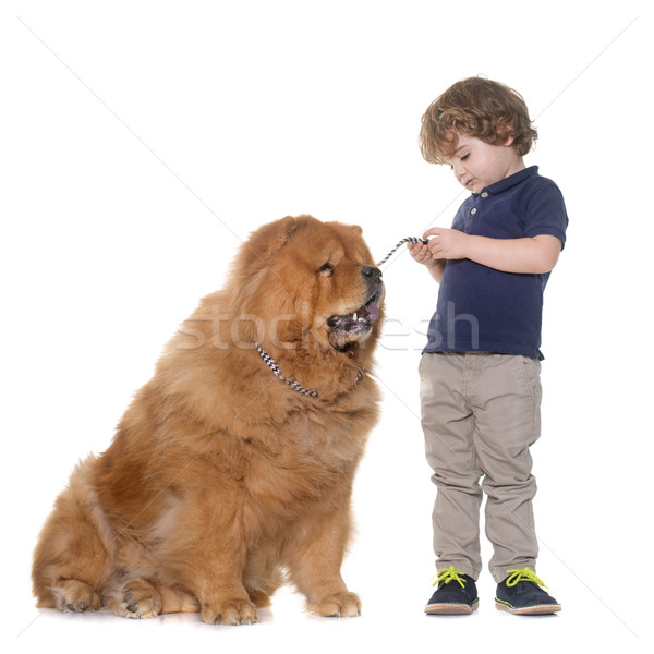 chow chow dog and little boy Stock photo © cynoclub