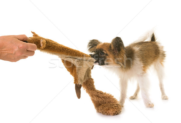 puppy papillon dog playing Stock photo © cynoclub