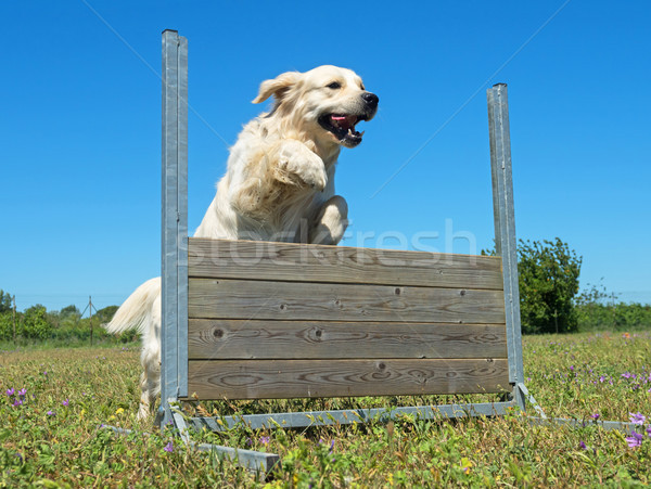 training of obedience Stock photo © cynoclub