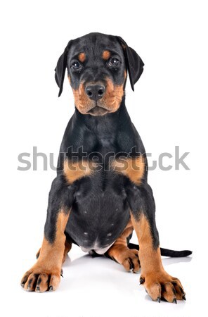 Chiot rottweiler studio blanche chien noir [[stock_photo]] © cynoclub