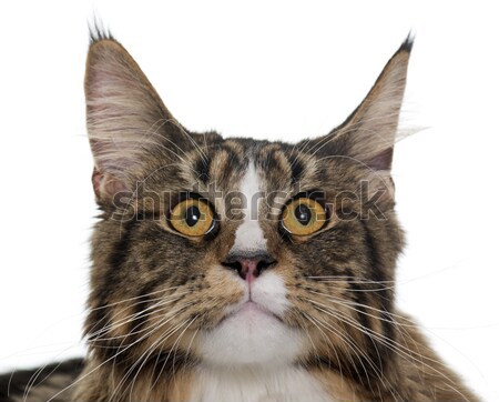 maine coon cat Stock photo © cynoclub