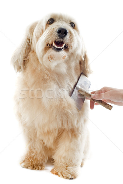 grooming griffon Stock photo © cynoclub