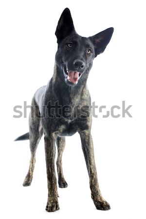Holland Shepherd Stock photo © cynoclub