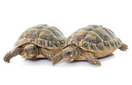 Stock photo: group of Tortoises