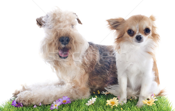 lakeland terrier and chihuahua Stock photo © cynoclub