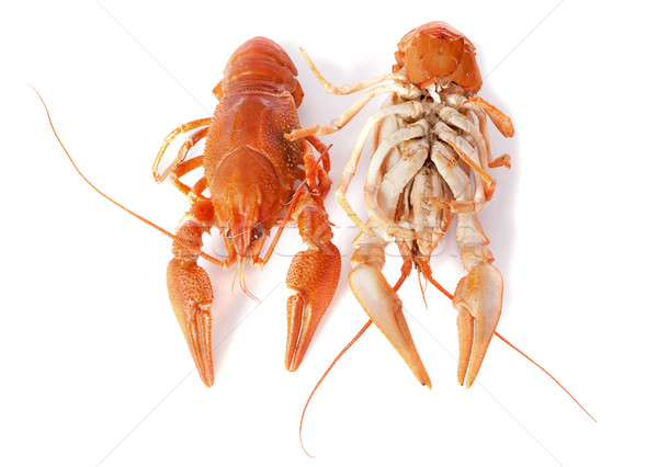 Stock photo: river crayfish