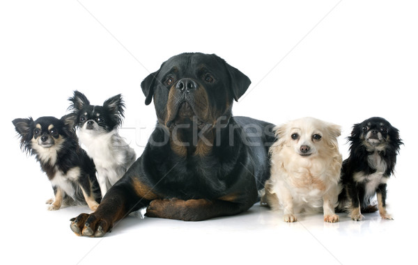 Stock fotó: Rottweiler · fehér · kutya · kutyák · csoport · stúdió