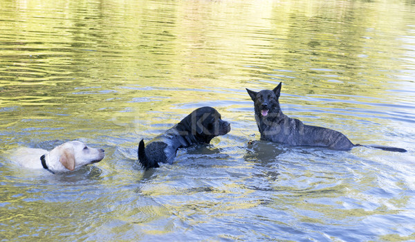 three dog in river Stock photo © cynoclub