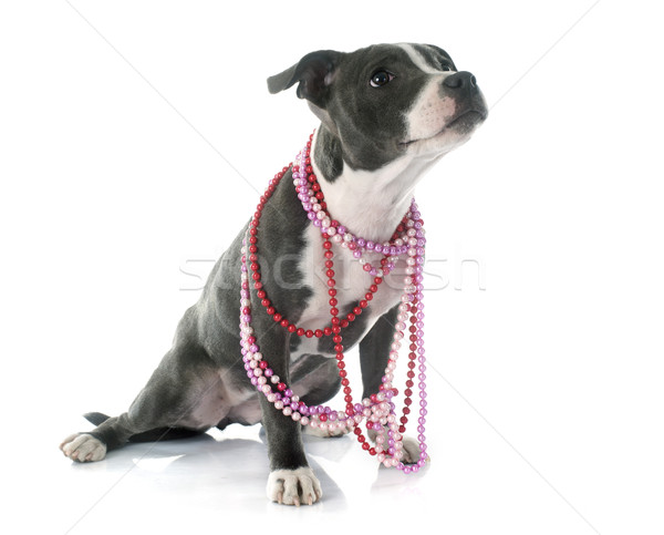 puppy staffordshire bull terrier Stock photo © cynoclub