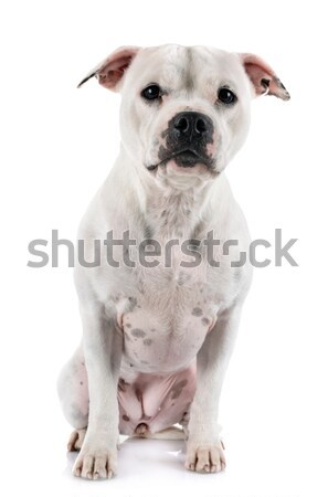 stafforshire bull terrier Stock photo © cynoclub