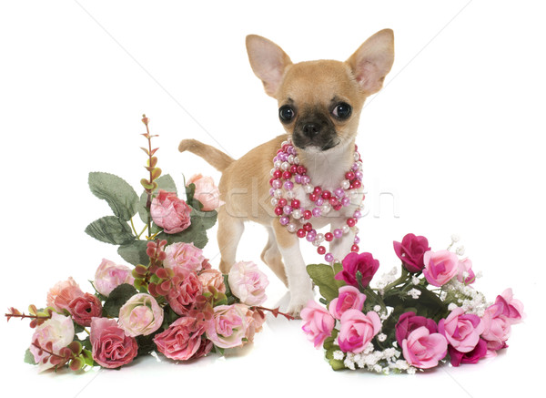 Foto d'archivio: Cucciolo · shorthair · fiore · cane · rosa · rosa