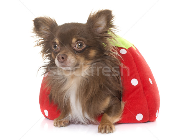 young longhair chihuahua Stock photo © cynoclub