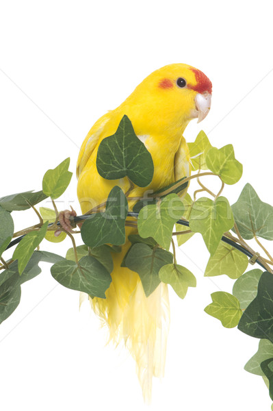 Giallo studio natura foglia uccello ivy Foto d'archivio © cynoclub