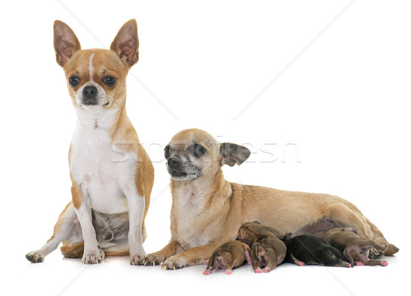 [[stock_photo]]: Famille · chien · mère · Homme · chiot · animal