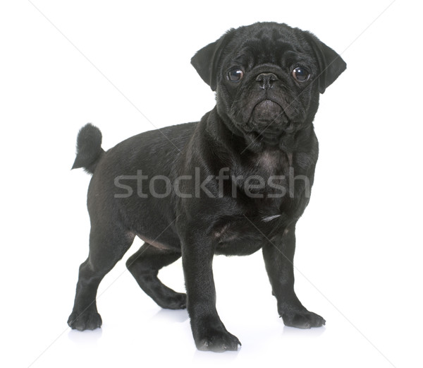 puppy black pug Stock photo © cynoclub