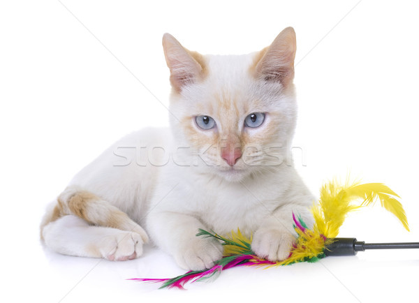 Bianco gattino studio occhi cat blu Foto d'archivio © cynoclub