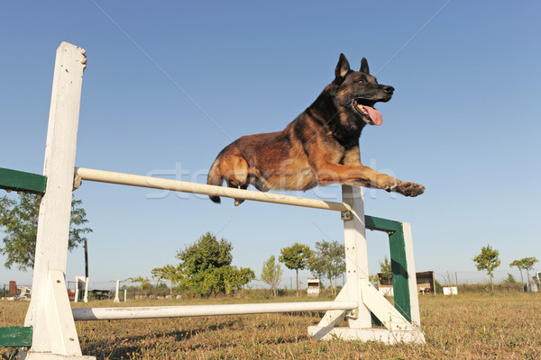 jumping malinois Stock photo © cynoclub
