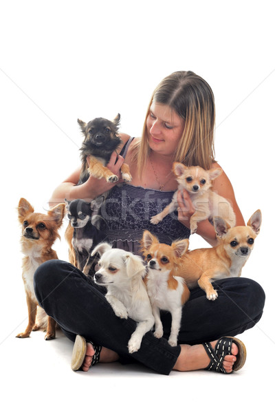 Stock photo: girl and chihuahuas