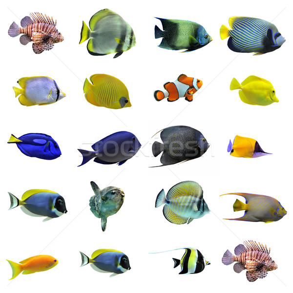 [[stock_photo]]: Groupe · blanche · eau · poissons · mer