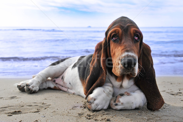 Сток-фото: гончая · пляж · фотография · щенков · собака