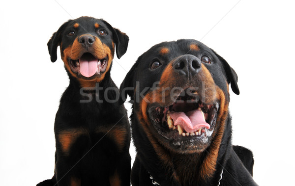 Portre yetişkin köpek yavrusu rottweiler beyaz bebek Stok fotoğraf © cynoclub