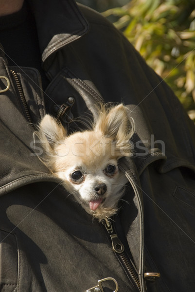 chihuahua in jacket in leather Stock photo © cynoclub