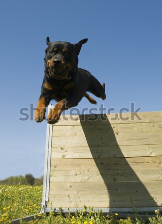 [[stock_photo]]: Sautant · rottweiler · formation · heureux