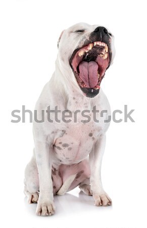 American bulldog bianco animale studio ridere maschio Foto d'archivio © cynoclub