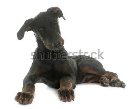 rottweiler and jack russel terrier Stock photo © cynoclub