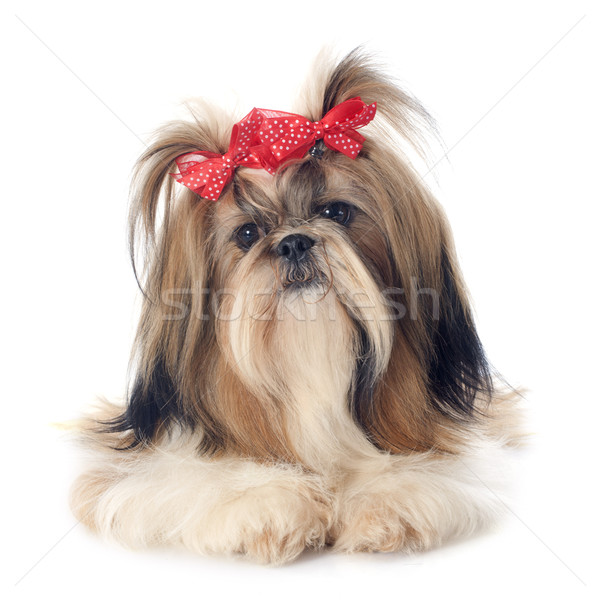 Shih Tzu Stock photo © cynoclub