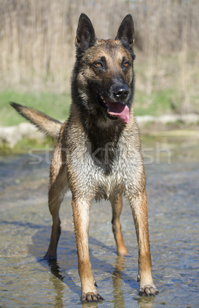 malinois in the river Stock photo © cynoclub