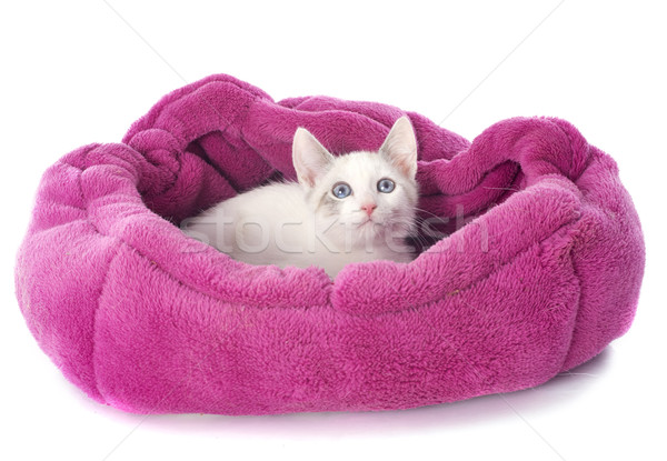 ストックフォト: 白 · 子猫 · クッション · 小さな · 青 · ベッド