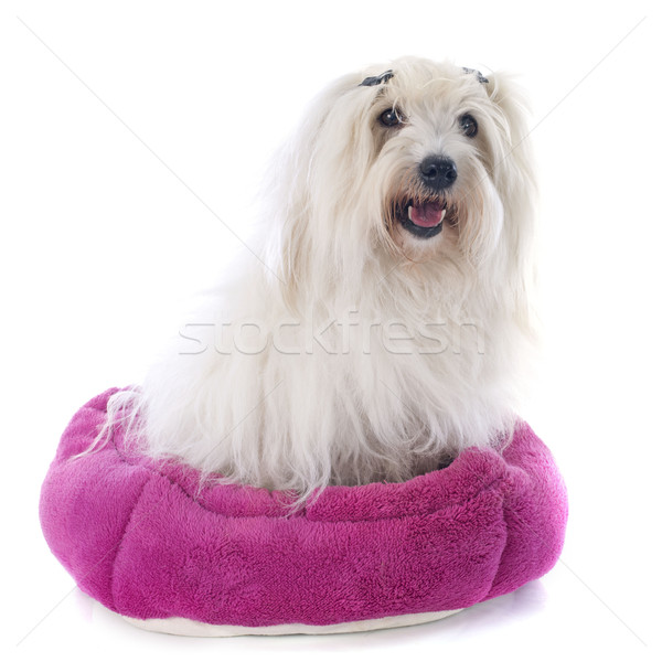 coton de tulear Stock photo © cynoclub