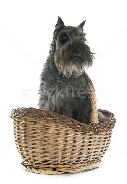 Miniatura schnauzer bianco cane animale pet Foto d'archivio © cynoclub