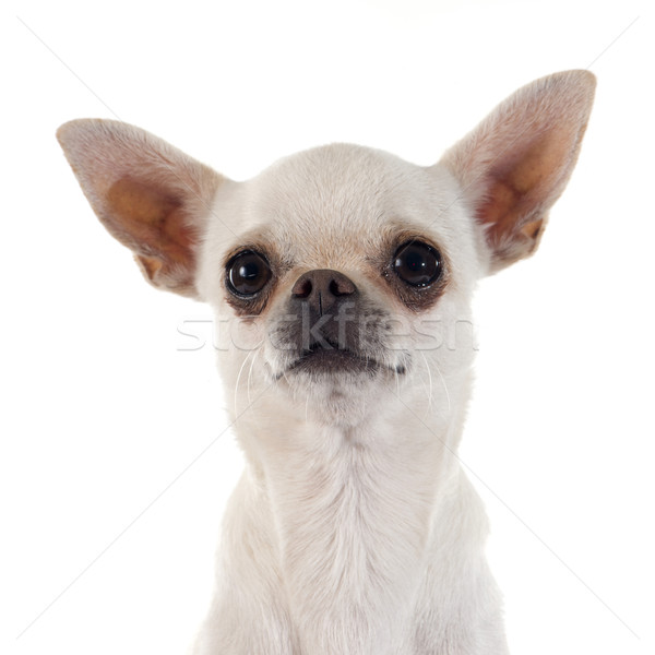 puppy chihuahua Stock photo © cynoclub