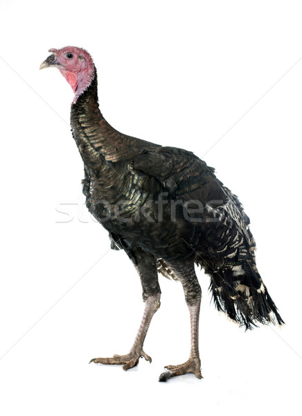 Stock photo: turkey isolated on white